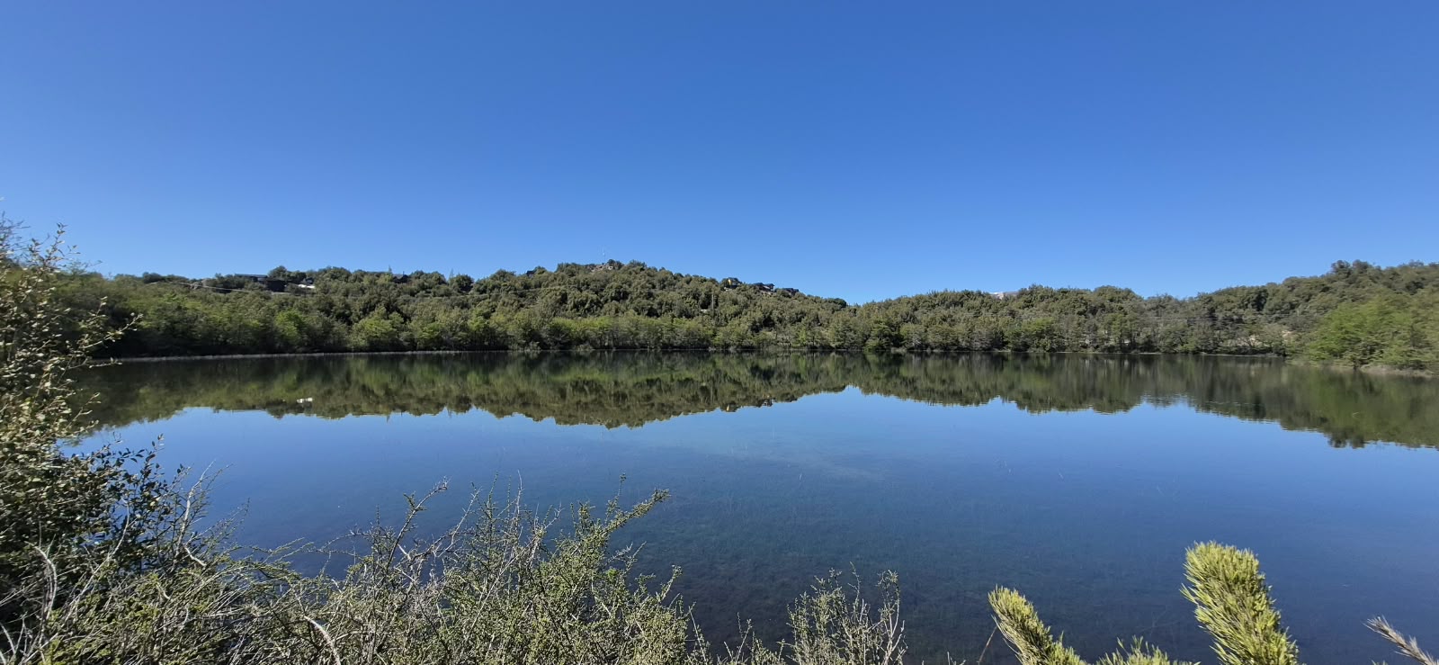 Un árbol que puede vivir mil años, un sapito con cuatro ojos y un pato de anteojos: Villa Pehuenia Moquehue los cuida con raleo de pinos en Las Lagunas