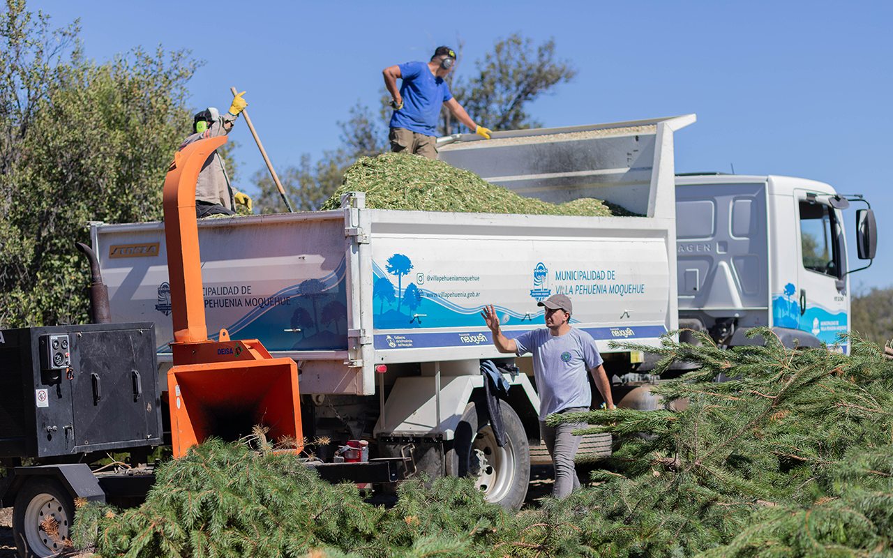 RALEO DE PINOS EXÓTICOS: VILLA PEHUENIA MOQUEHUE AVANZA EN PREVENCIÓN Y RESTAURACIÓN AMBIENTAL